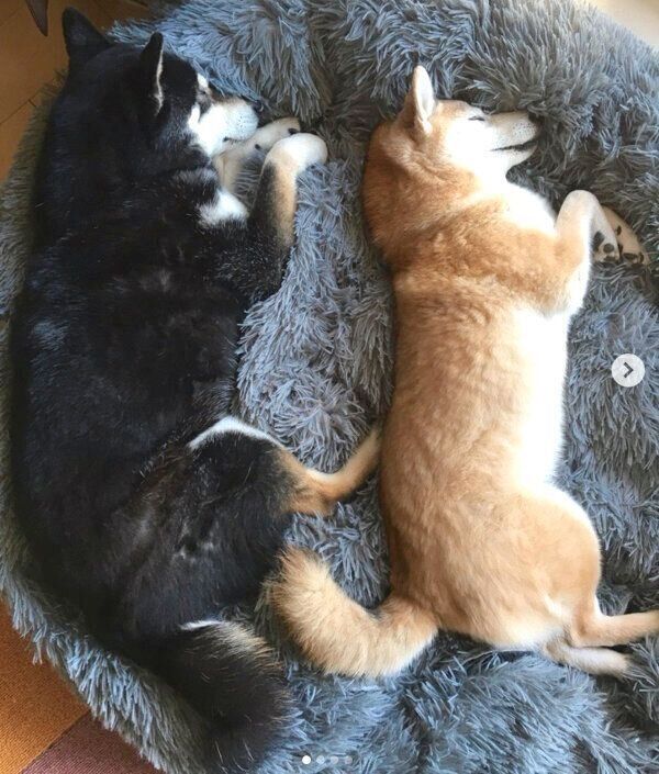 仲良く眠るゆりあちゃん、けんしろうくん