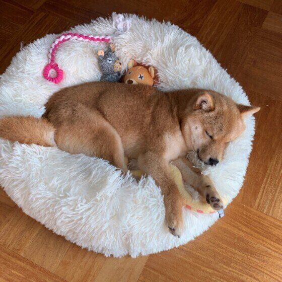 愛犬が夜になぜ寝ない？いつもは寝るのにどうして？ライフステージ別の理由と対処法 いぬのきもち