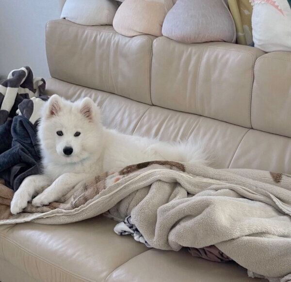 くつろぐゆきまるくん