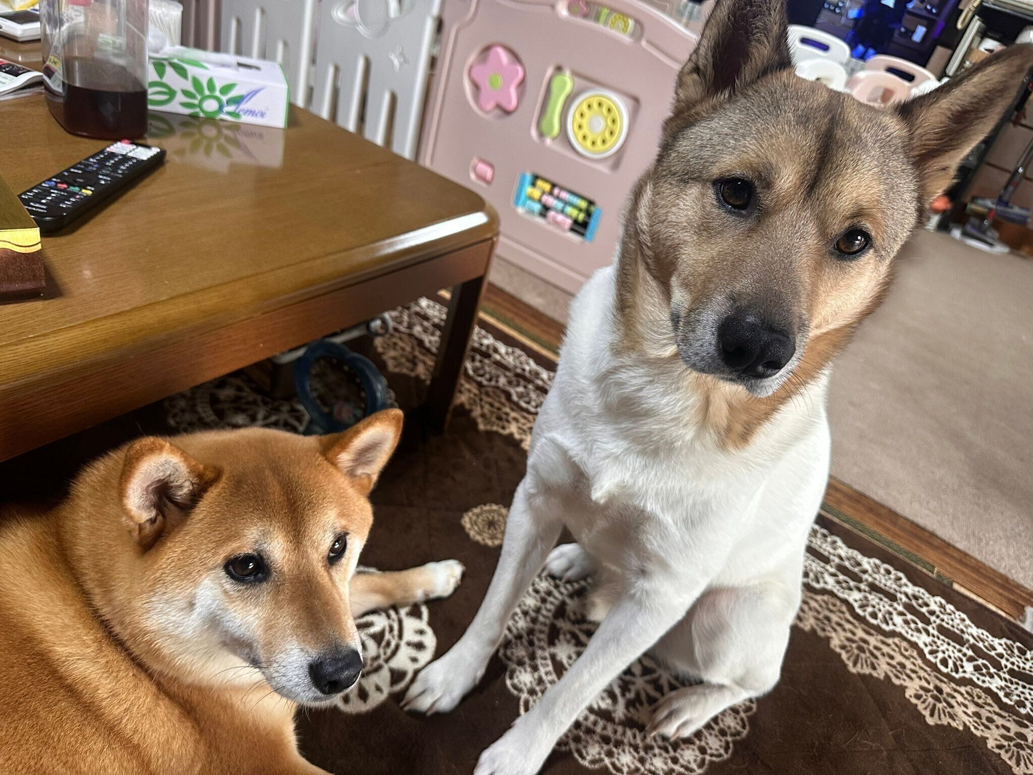 こうめちゃんと福くん