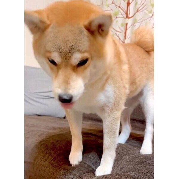 不思議な音を聞いて首をかしげるユクちゃん