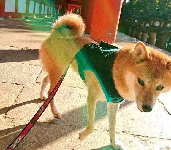 お散歩するなつさん