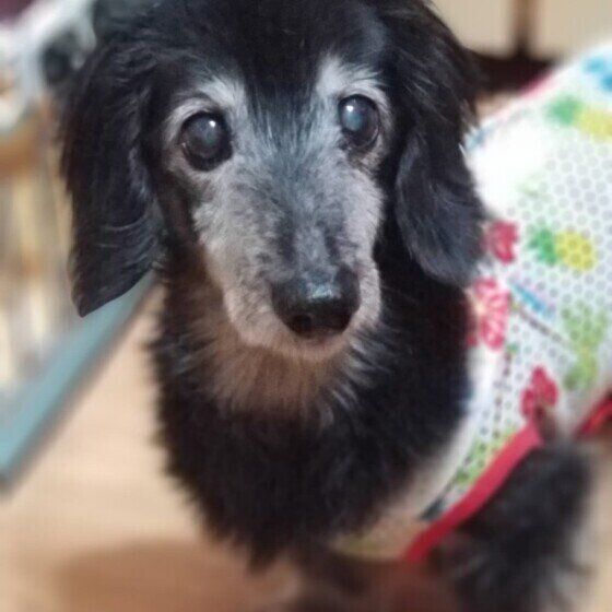 ミニチュア・ダックスフンドのコロちゃん