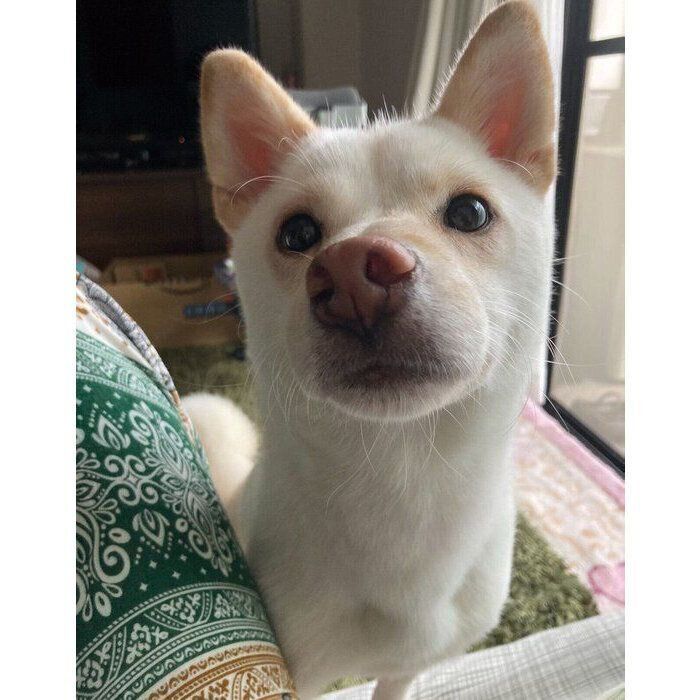 お迎え当時のなこちゃん