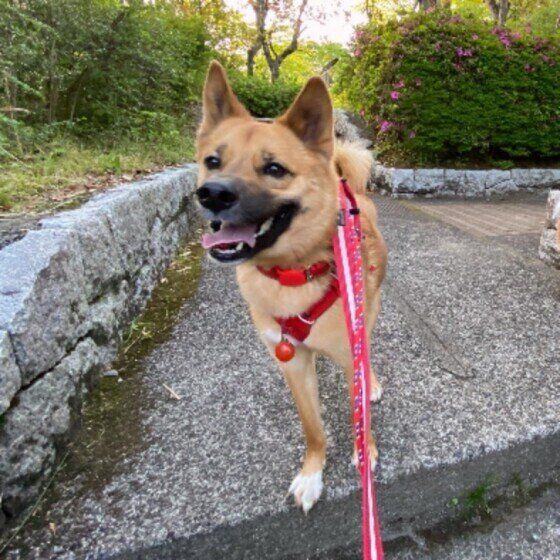 お散歩中の茶豆ちゃん