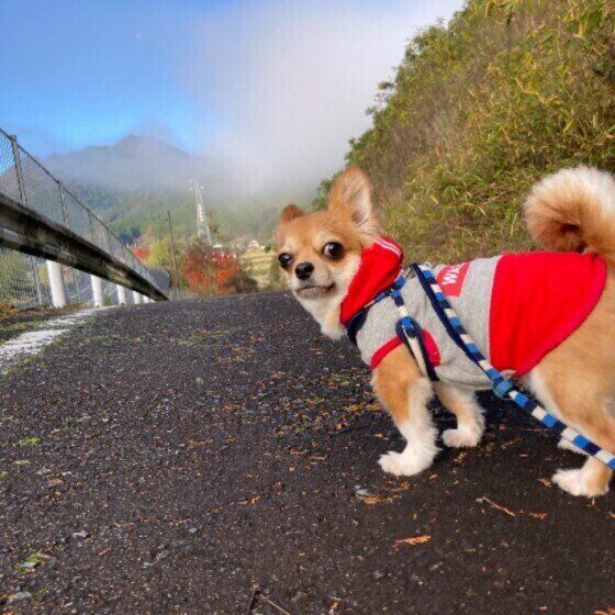 服を着て散歩するMIXのナッツくん