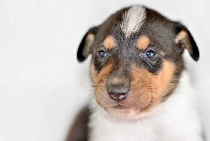 スムース・コリー