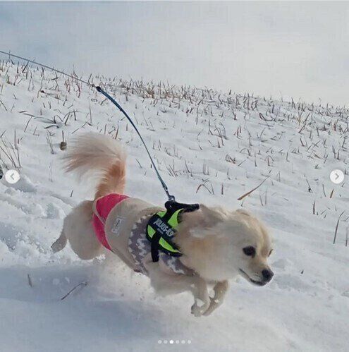 雪の上を走るポメチワのみぞれちゃん