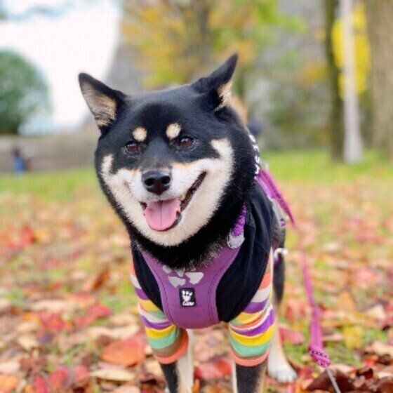 柴のラガーちゃんのお散歩