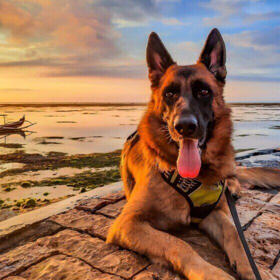 たそがれるジャーマン・シェパード・ドッグ