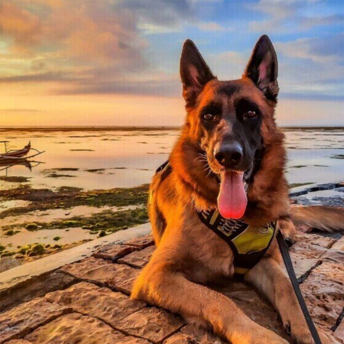 ジャーマン シェパードだけじゃない シェパード系の犬種3選 いぬのきもちweb Magazine ジャーマン シェパードだけじゃない シェパード系の犬種3選 いぬのきもちweb Magazine