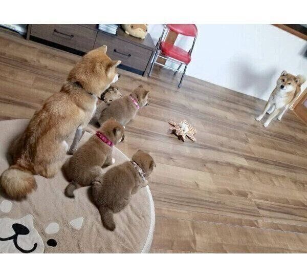 対立するかのような構図の3世代柴犬ファミリー