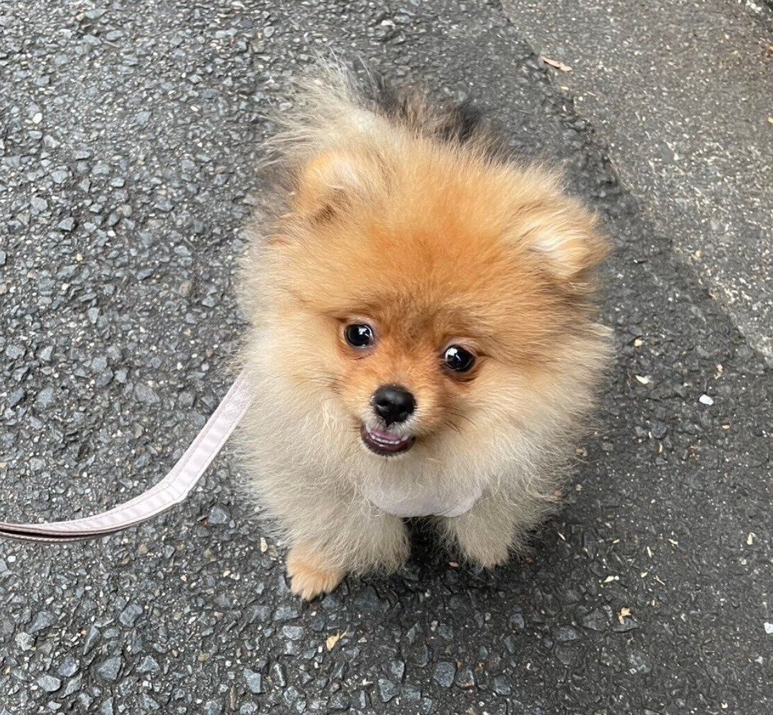 散歩デビューして間もないころのたわしちゃん