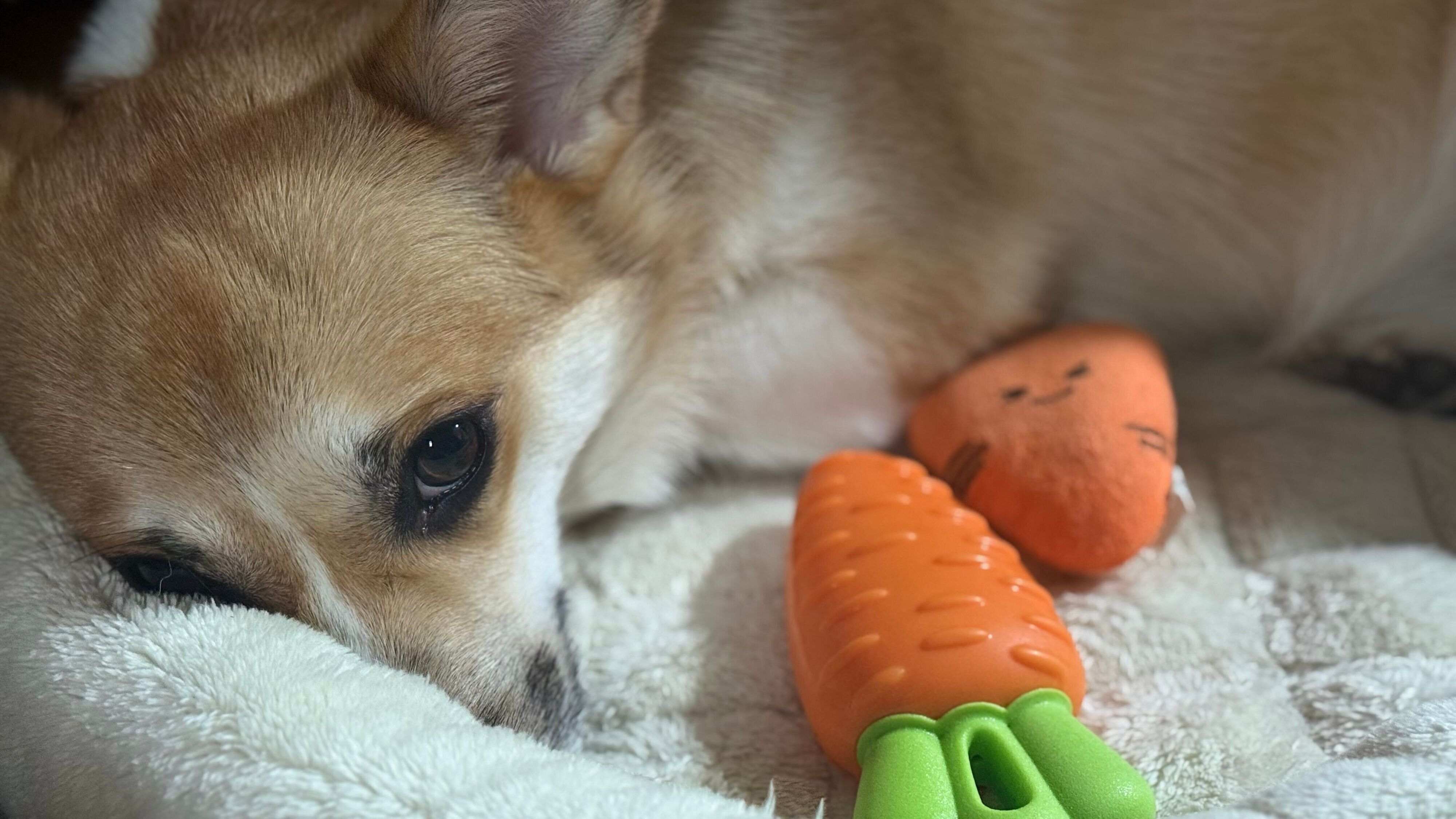 おもちゃと寝るコーギー