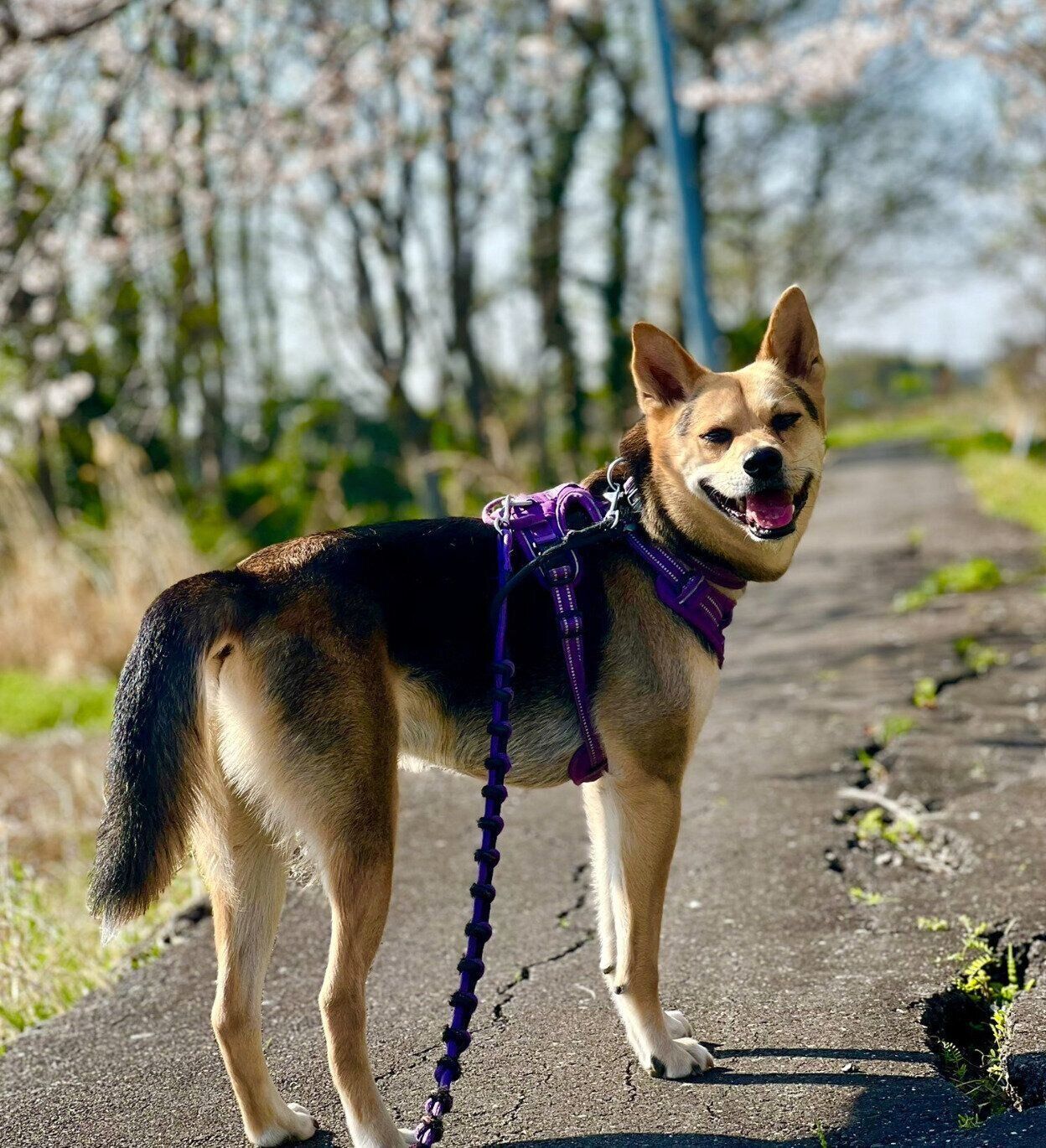 散歩を楽しむこのちゃん。