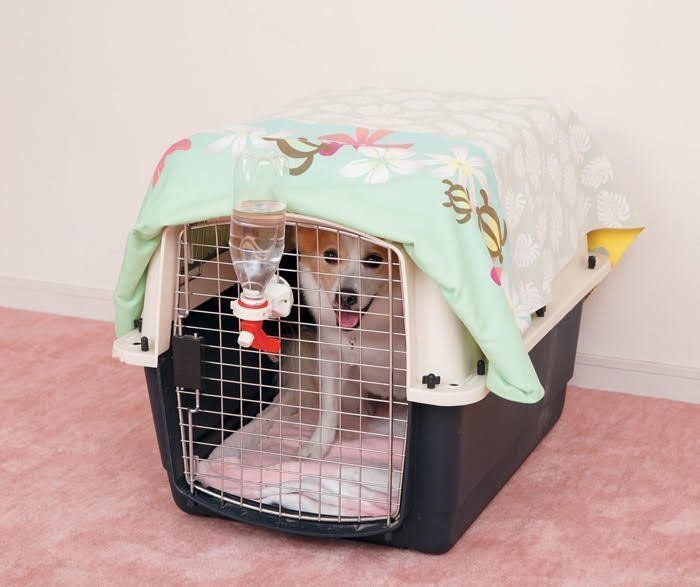 クレートに入る犬