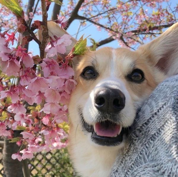 コーギーのあろまちゃん