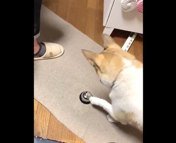 ベルを鳴らすチャムちゃん