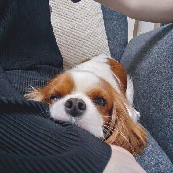 お膝で寝るキャバリア・キング・チャールズ・スパニエル