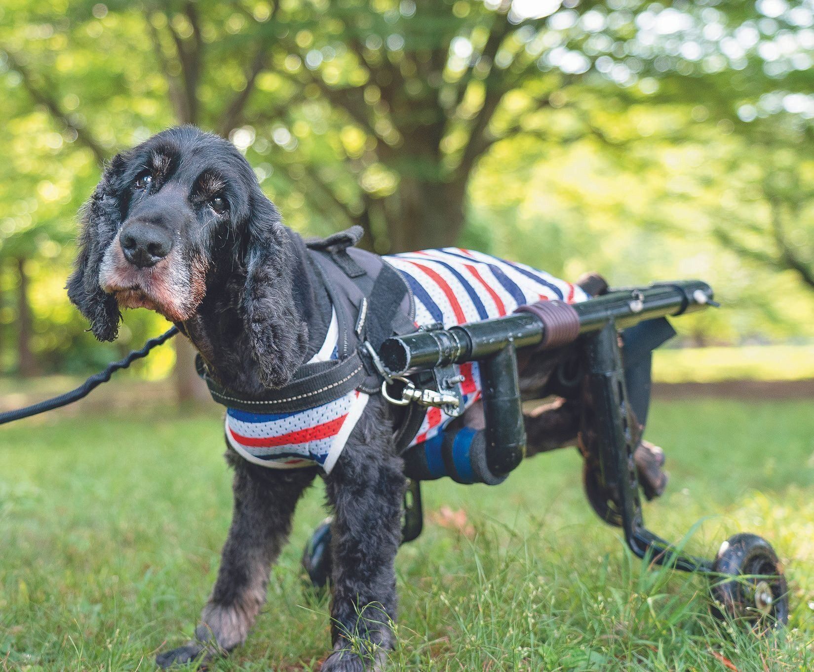 東京都・Bさん家のポッキーくん（オス・15才／11.5㎏／イングリッシュ・コッカー・スパニエル／いつも前向きでフレンドリー）