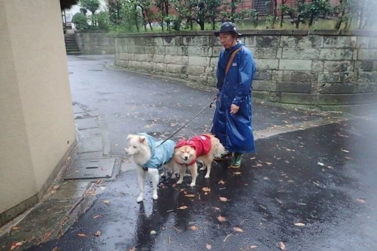台風でも犬の散歩 穴澤賢の犬のはなし いぬのきもちweb Magazine 台風でも犬の散歩 穴澤賢の犬のはなし いぬのきもちweb Magazine