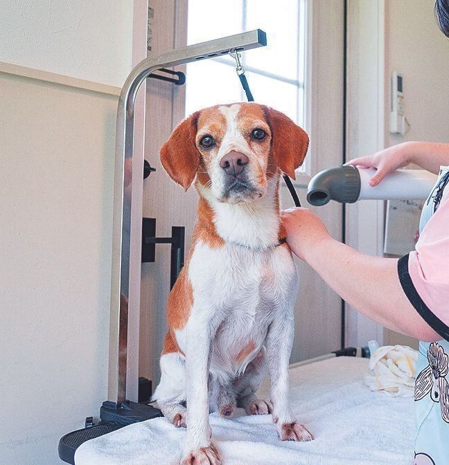 トリミングサロンも併設。写真は近隣に住む飼い主さんの愛犬こう太くん