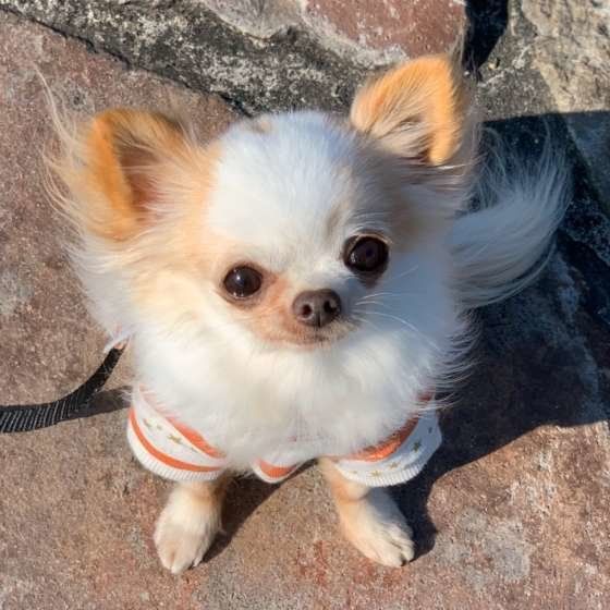 散歩するチワワ