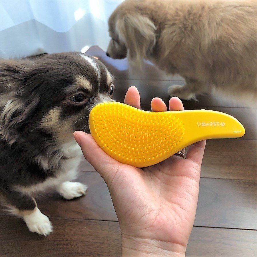 ブラシに興味を持つチワワ