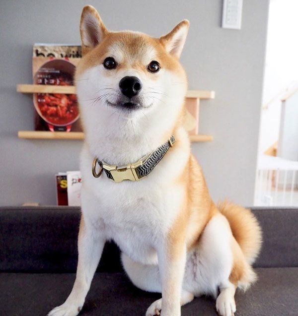 柴犬のこてつくん