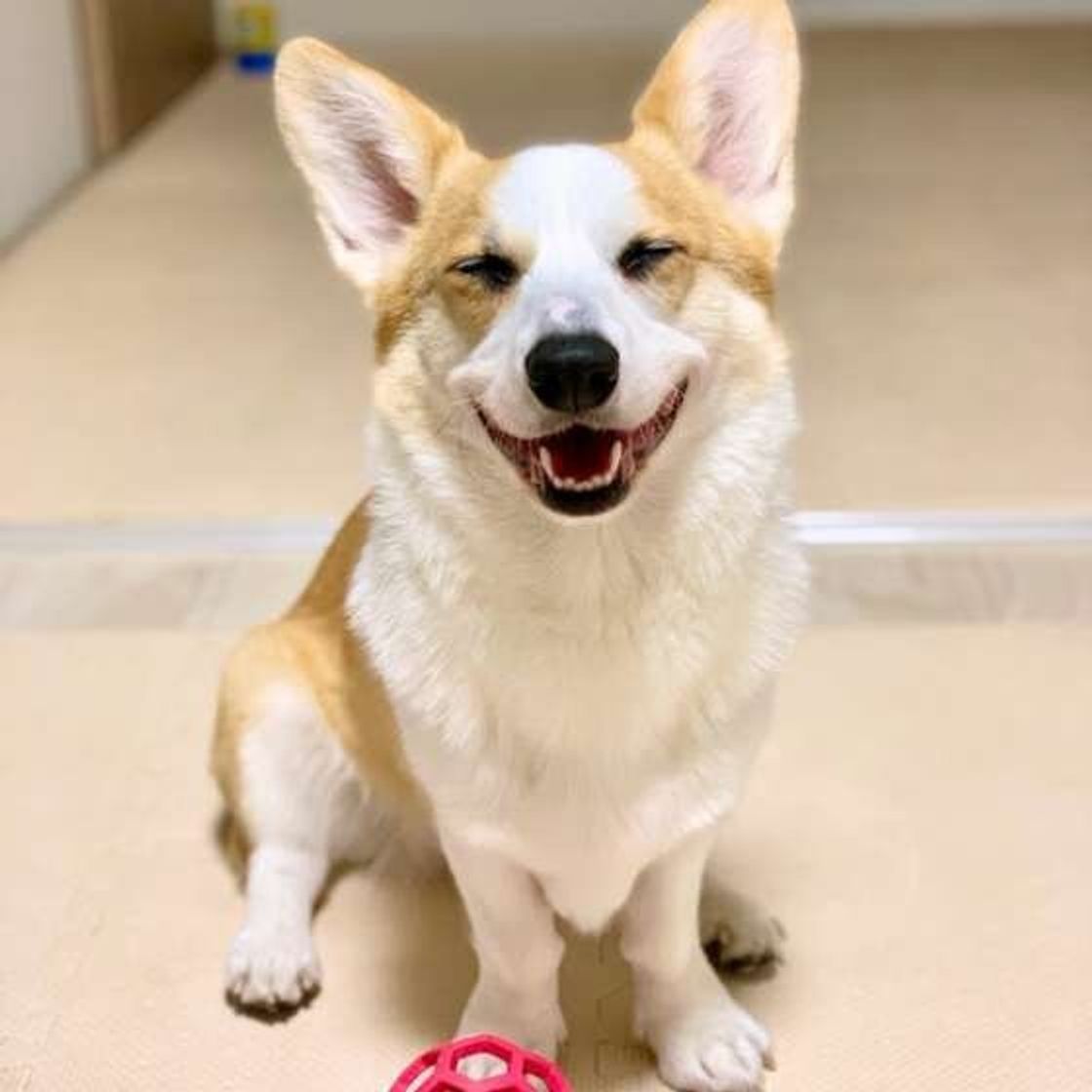 犬が大好きな人にだけ見せる 好き好きサイン 4選 いぬのきもちweb Magazine 犬が大好きな人にだけ見せる 好き好きサイン 4選 いぬのきもちweb Magazine