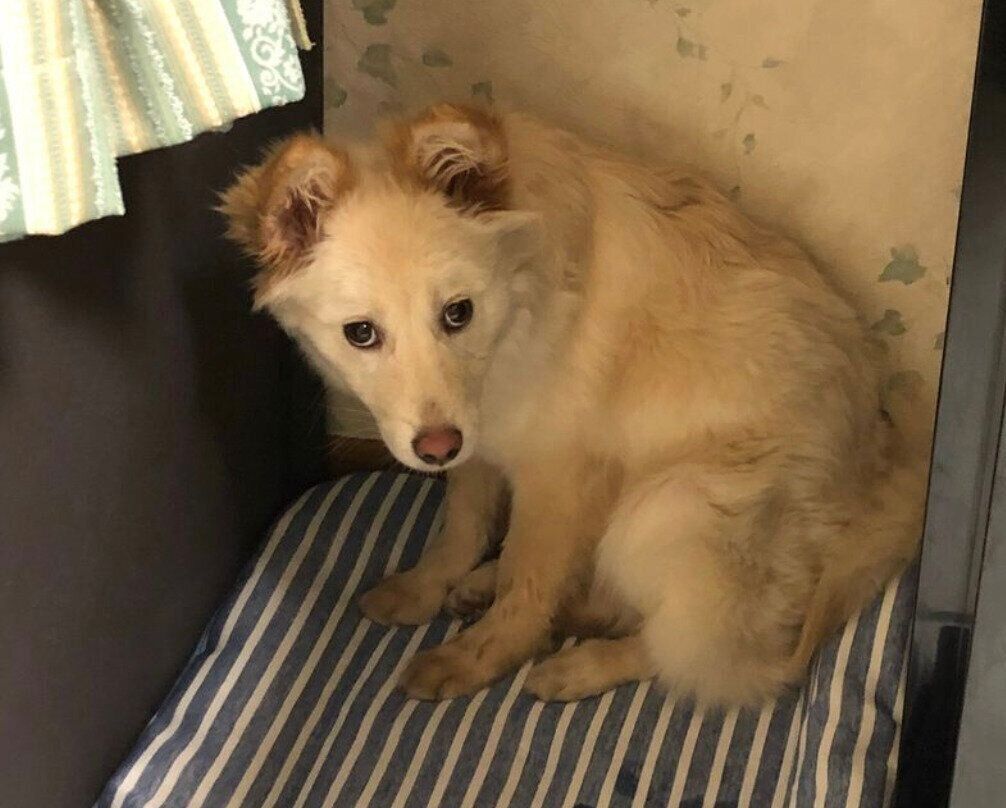 飼い主さんの家に来て1週間くらいのころのゆづちゃん。