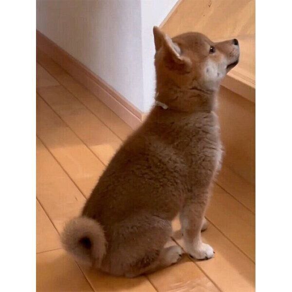 飼い主さんが起きてくるのを待つ円くん