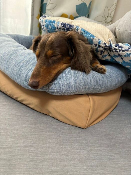 クッションで眠る音瑠ちゃん