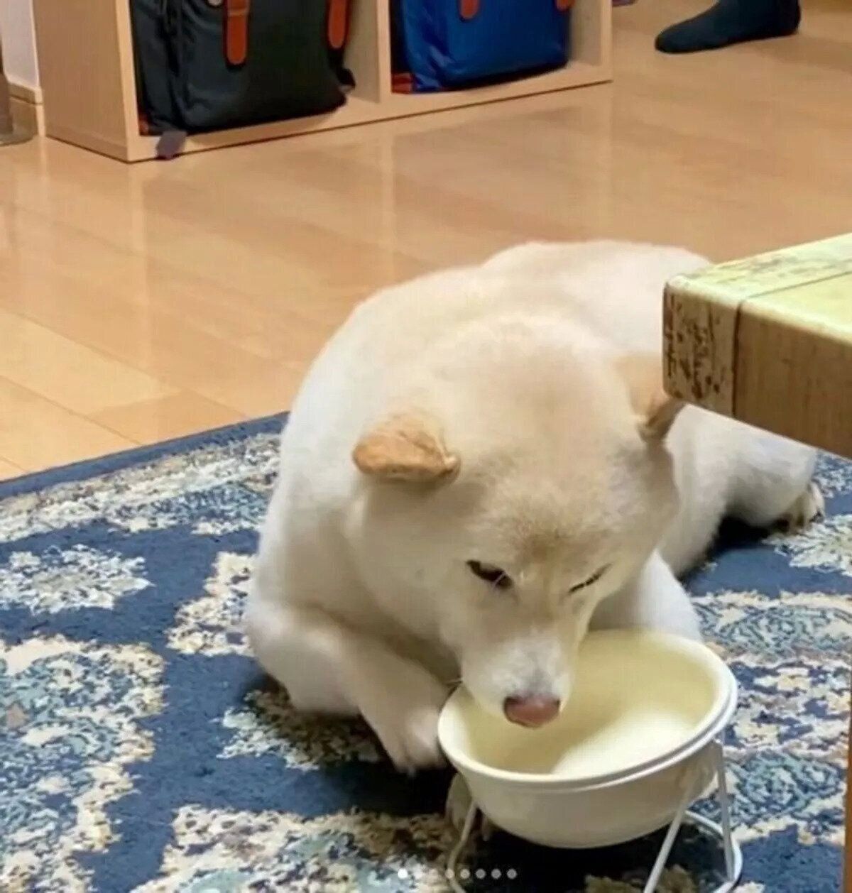 「ごはん入れてー」