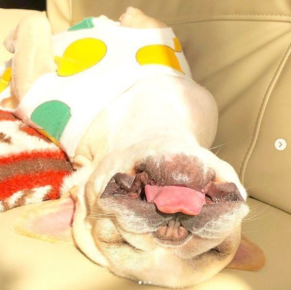 元繁殖犬・フレンチ・ブルドッグのもなちゃん