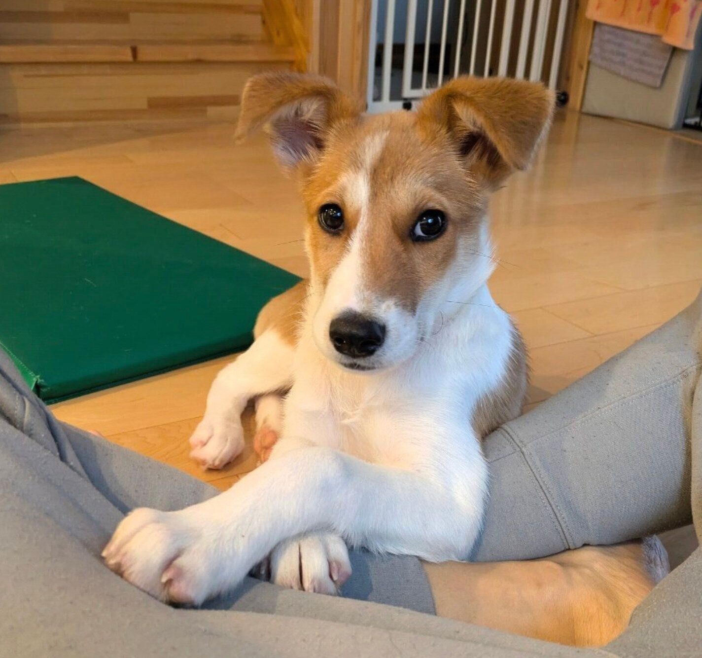 家に来たばかりのころの麦太郎くん