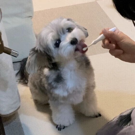歯磨き練習中のワンちゃん