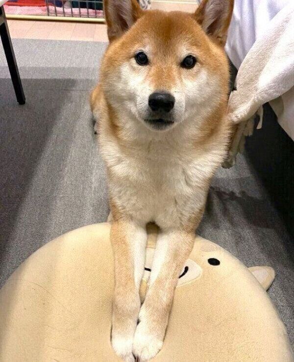 見つめるぽてとくん