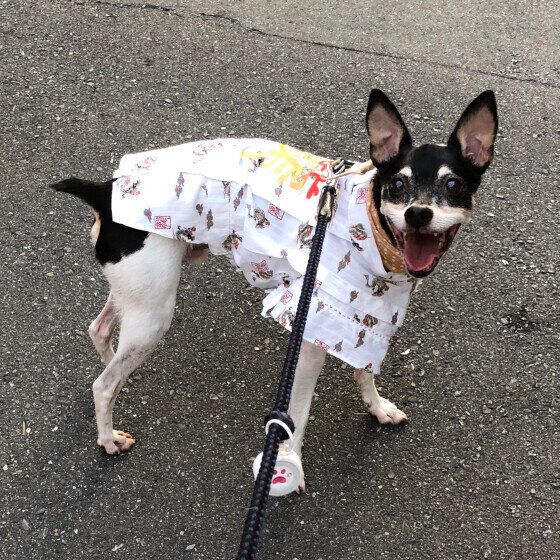 スムース・フォックス・テリア