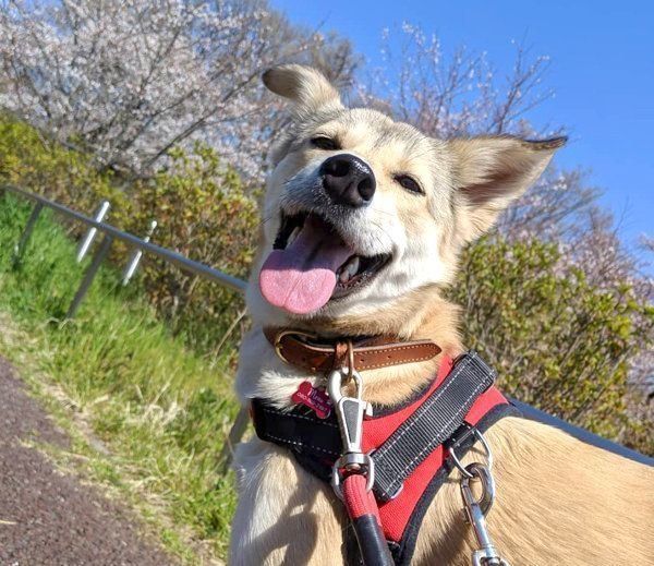 元保護犬・MIXのめるちゃん