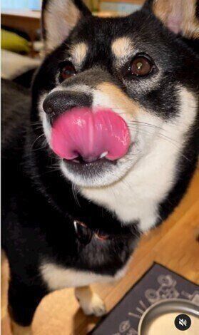 柴の小町ちゃん