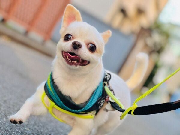 散歩を楽しむいずも丸くん