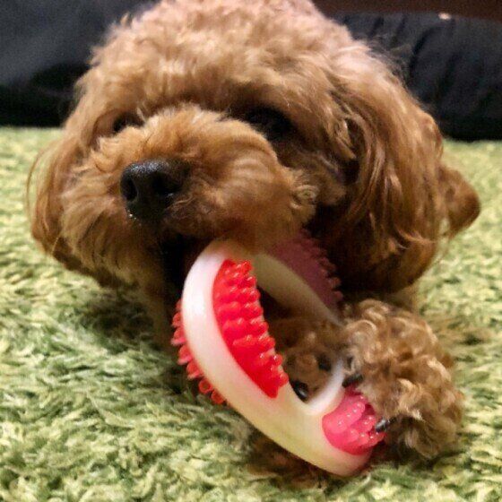 犬の歯は何本？乳歯と永久歯の本数や歯の役割を獣医師に聞いてみた いぬのきもち