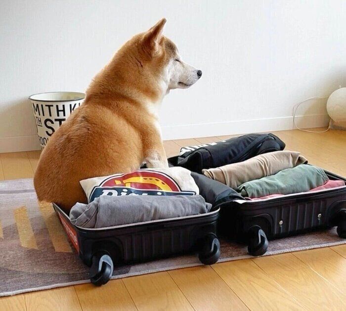 広げられたスーツケースの中に入るももちゃん