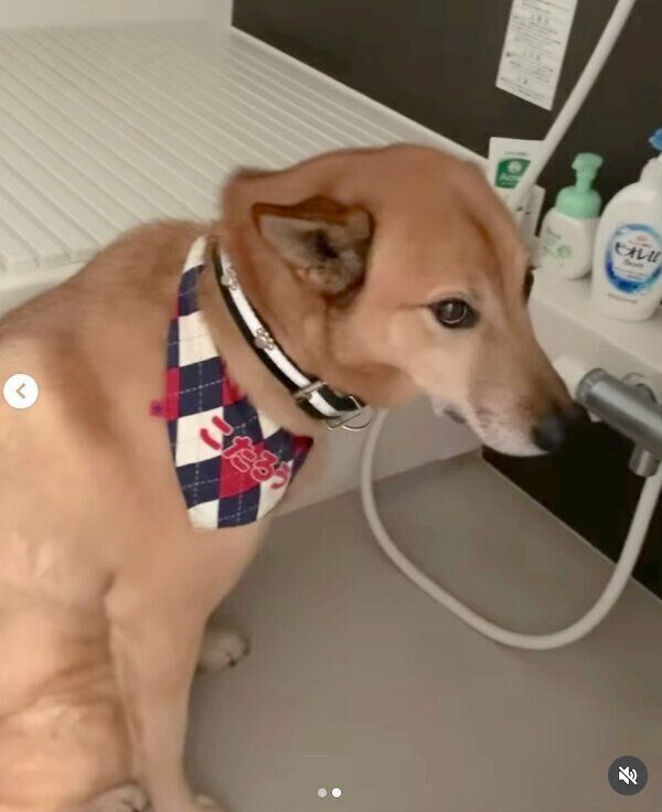 シャンプーすることを察し、お風呂場でスタンバイするこたろうくん