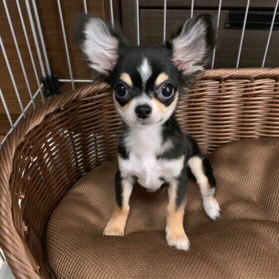 犬が顔をなめてきたときの正しい対応は 嬉しいけど注意が必要 いぬのきもちweb Magazine