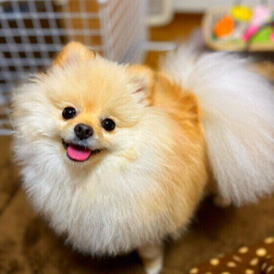 ポメラニアンのそうくん♪