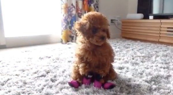 靴をはくトイ・プードル