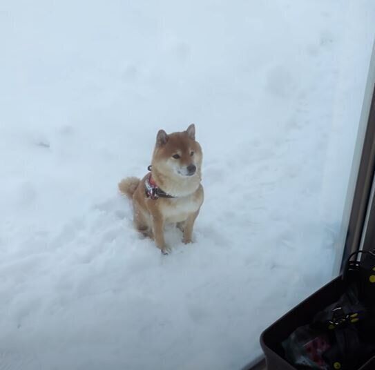 雪と柴犬