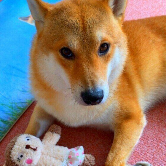 見つめる柴犬